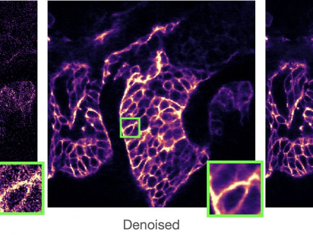 Low-light Microscope Images