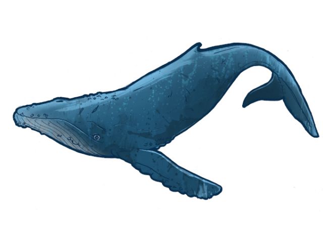 Photo of humpback whale