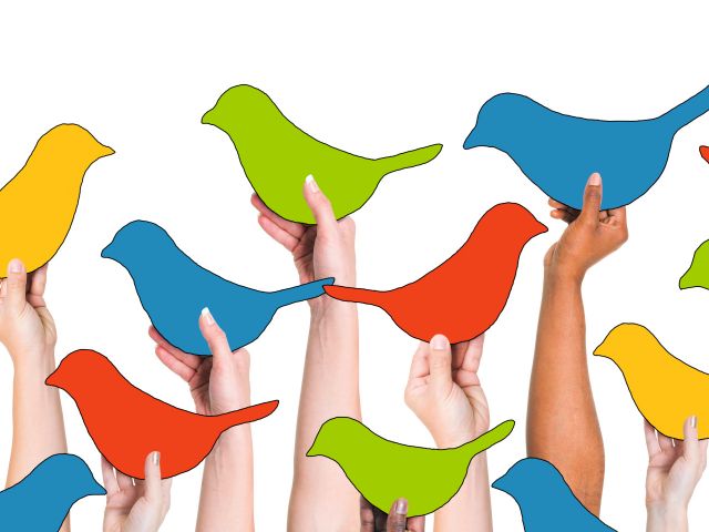 Bird diversity photo