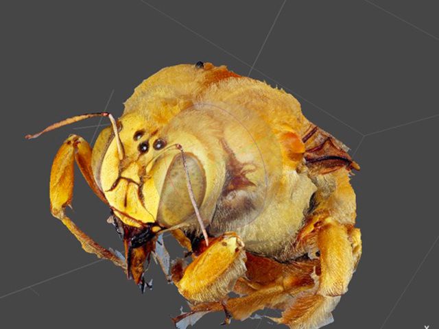 photo from NSF Big Bee project