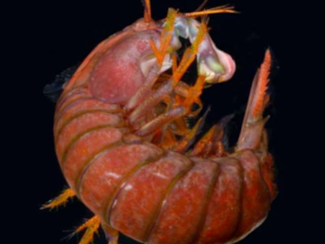 Photo of shrimp from Green Lab